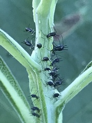 Uroleucon verbesinae