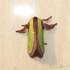 Melinaria repanda