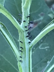 Uroleucon verbesinae