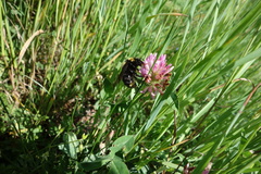 Bombus campestris