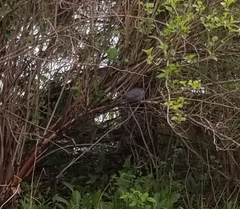 Dumetella carolinensis