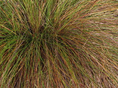 Calamagrostis effusa