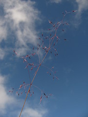 Calamagrostis effusa