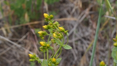 Hypericum scouleri