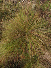 Calamagrostis effusa