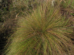 Calamagrostis effusa