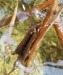 Schoenobiinae