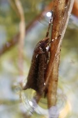 Schoenobiinae