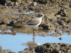 Charadrius falklandicus