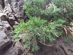 Juniperus pseudosabina