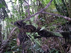Asplenium theciferum
