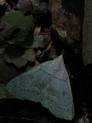 Chytolita morbidalis