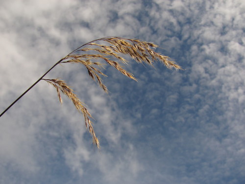Cortaderia columbiana