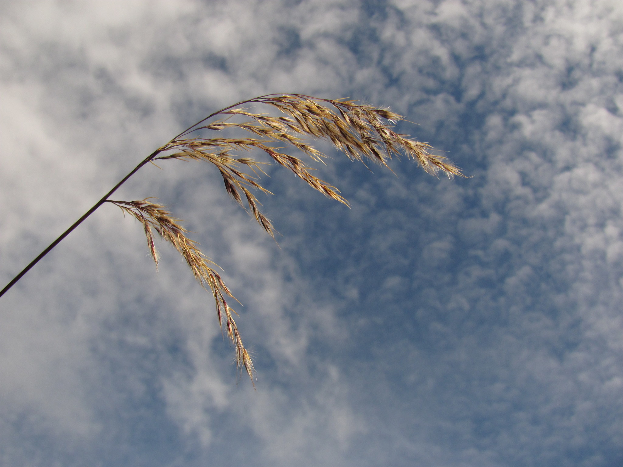 Cortaderia columbiana