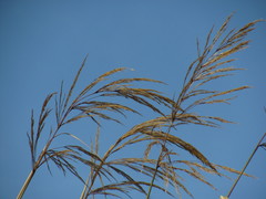 Cortaderia nitida