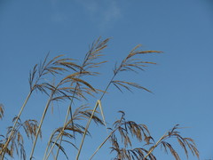 Cortaderia nitida