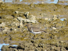 Charadrius modestus