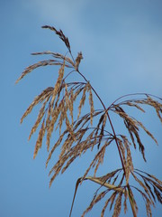 Cortaderia nitida