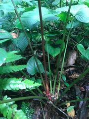 Philodendron grandipes