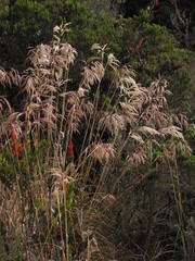 Cortaderia nitida