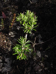 Linochilus rosmarinifolius