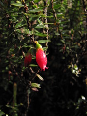 Disterigma empetrifolium