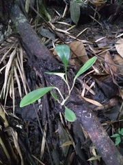 Peperomia obtusifolia