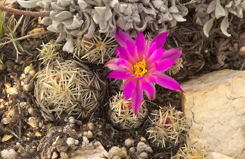 Escobaria minima
