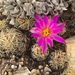 Nellie Corycactus - Photo (c) Ad Konings, some rights reserved (CC BY-NC), uploaded by Ad Konings