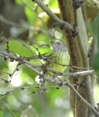 Todirostrum maculatum
