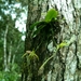 Angraecum rhynchoglossum - Photo (c) dennis-mada, μερικά δικαιώματα διατηρούνται (CC BY-NC), uploaded by dennis-mada