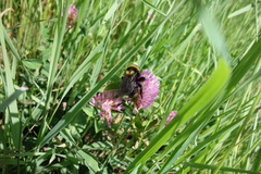 Bombus campestris