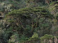 Escallonia myrtilloides