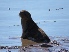 Arctocephalus australis