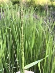 Beckmannia eruciformis