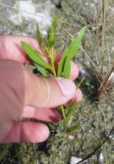 Baccharis angustifolia