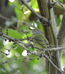 Todirostrum maculatum