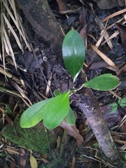 Peperomia obtusifolia
