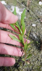 Baccharis angustifolia