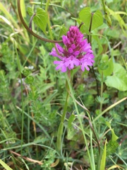 Anacamptis pyramidalis