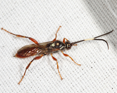 Cratichneumon subfilatus