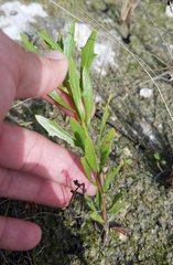 Baccharis angustifolia