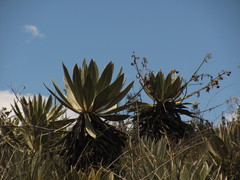 Espeletia grandiflora