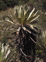 Espeletia grandiflora