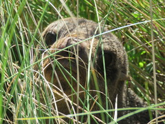 Arctocephalus australis