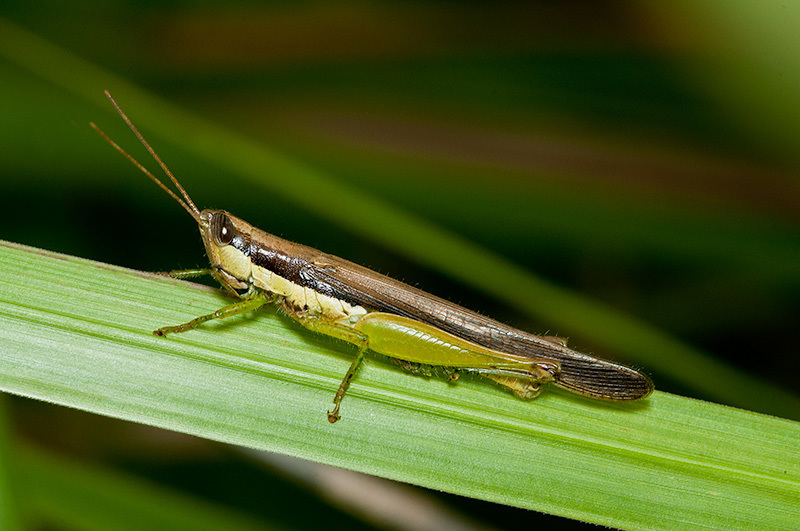 Cornops paraguayense