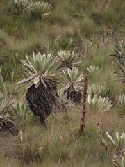 Espeletia grandiflora
