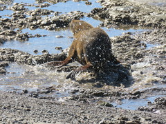 Arctocephalus australis