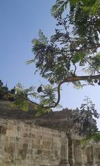 Jacaranda
