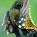 Boyd's Forest Dragon - Photo (c) Peter Nijenhuis, some rights reserved (CC BY-NC-ND)